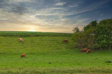 Wall Mural - Herd of cows grazing on the pasture with beautiful green trees in the background