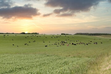 Wall Mural - Herd of cows grazing on the pasture with beautiful green trees in the background