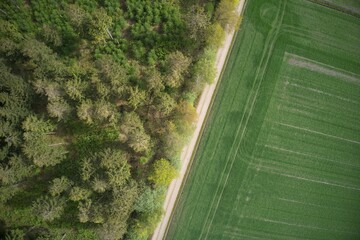 Wall Mural - High angle shot of beautiful green trees in a field at daytime