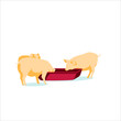 Pigs feeding agricultural animals breeding. Livestock agricultural industry. Farm animals breeding. Eco farming, rural hennery and agriculture concept flat vector illustration on white background