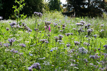 Lacy Phacelia Flowers In A Bee Friendly Meadow