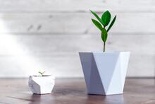 Sprout Of A Large And Small Zamioculcas Home Plant In Concrete Pot Stands On Wooden Background At Home. Home Gardening