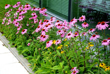 Pink Prairie Garden Perennial Flowerbed With A Different Set Of Flowers Of A Flowerbed Of A Larger Plant Just Flowering