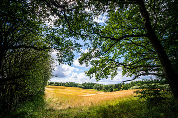 Wall Mural - meadow in a forest in rural surroundings