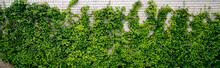 Green Ivy Climbing A White Brick Wall