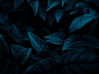 Wall Mural - Beautiful abstract color gray and blue flowers on dark background and dark  flower frame and blue leaves texture, blue background, dark blue graphics banner