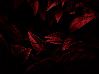 Wall Mural - Beautiful abstract color pink and red flowers on dark background and light black flower frame and red leaves texture, red background, red banner happy valentine