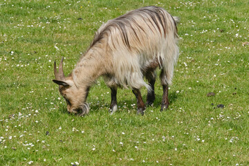 A baby goat child is eating grass, on a spring day