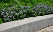 retaining seat wall made of pure cast concrete blooms purple flowers behind it the wall is bordered by metal fences with black ropes against the entrance to the flower bed