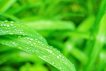 Fresh, juicy, and green grass with raindrops in summer. Beautiful droplets of water on lush grass outdoors. Purity and freshness concept. Nature wallpaper. Closeup view.