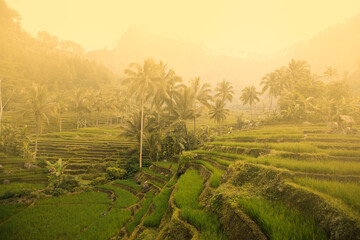 Wall Mural - morning atmosphere in the rice fields