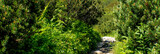Fototapeta Natura - Mountain path between shrubs and mountain pine