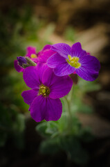 Wall Mural - Fleurs du jardin