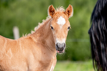 Wall Mural - Cute little adorable horse foal in sunset on meadow. Fluffy beautiful healthy little horse filly.