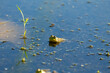Green frog .Natural scene from Wisconsin state conservation area.