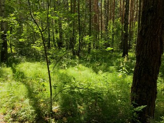 green forest in the morning