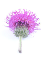 Canvas Print - grungy cornflower on a white background