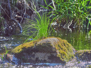 Canvas Print - plants by the river. summer