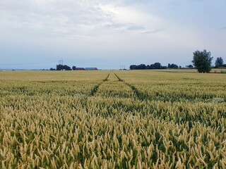 Wall Mural - wheat field and blue sky during cold summer evening