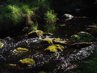 Poster - plants by the river. summer