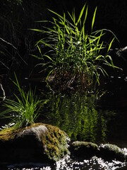 Poster - plants by the river. summer