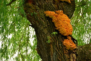 Wall Mural - Close up on a massive fungus formation growing out of a deciduous tree noticed in the middle of a public park on a sunny summer day on a Polish countryside