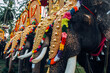 Kerala, India - February, 2016: Decorated elephants in India during Thrissur elephant festival