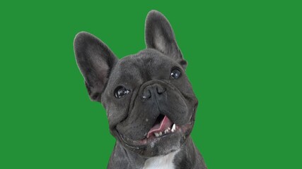 Sticker - French bulldog portrait on a green screen