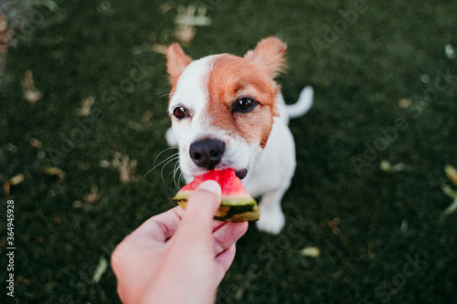 cute jack russell dog eating watermelon outdoors. woman hand holding slice of watermelon. summertime