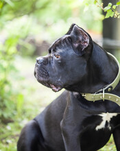 Portrait Of A Large Beautiful Black Dog Of The Cane-corso Breed On A Background Of Green Leaves