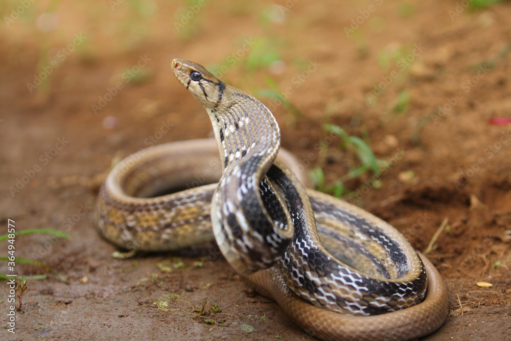 The radiated ratsnake, copperhead rat snake or copper-headed trinket ...