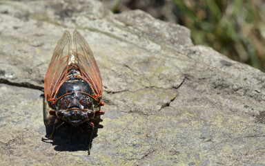 Tibicina haematodes Cicadidae family