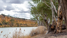 The River Red Gum Trees And Red Riverbanks Of The River Murray At Maize Island Lagoon In Waikerie South Australia On 23 June 2020