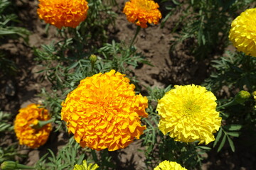 Naklejka na meble Closeup of orange and yellow flower heads of Tagetes erecta in June