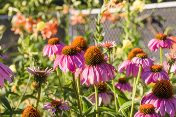 Wall Mural - a small patch of lavender coneflowers at sunrise