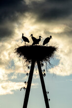 Storks In The Nest 