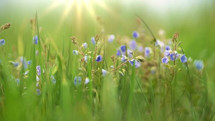 Aufkleber - Violet summer field flower on the wind. Small delicate flowers in the grass in a meadow in the rays of the setting sun. Summer nature concept with blurred bokeh background