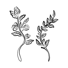 Vector Botanical Illustration Of A Plant Branch. Hand-drawn Flower In Black And White With A Fine Brush.For Registration Of Invitations, Organic Products, Advertising Of Farm Products