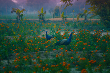 Peacocks in marigold field