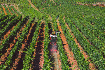 The theme of agrarian and winemaking in Europe. A red tractor processes a grape field on a sunny day on a mountainside. Organic wine production, modern farming in western Europe