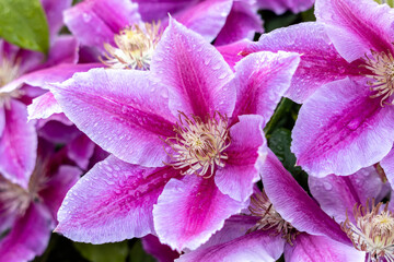 Wall Mural - Raindrops on a Pink Clematis blooming in an english garden