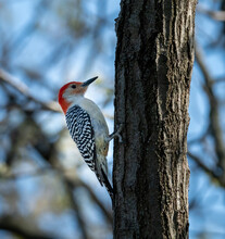 A Red-bellied Woodpecker Perched On A Tree
