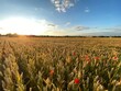Large sun setting across poppy speckled wheat field 