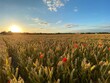 Sun setting across poppy speckled wheat field