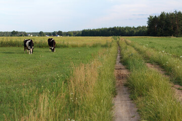 two cows eat grass in a meadow along a rural road leading to a village near a forest. eco-friendly grazing places