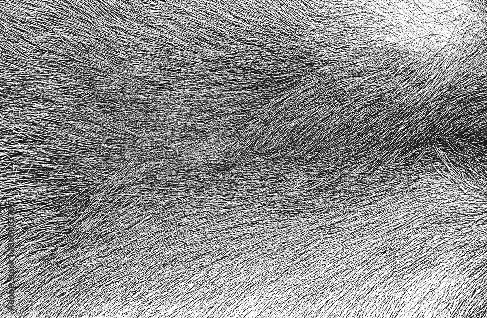 Distressed overlay texture of natural fur, grunge vector background ...