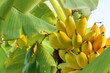 canvas print picture - ripe yellow banana on tree.