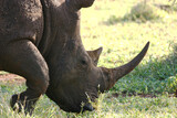 Fototapeta Konie - Rhino Kruger Park South Africa