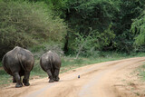 Fototapeta Konie - Rhino Kruger Park South Africa