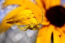 Yellow Crab Spider On Yellow Flower